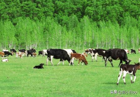 今日科普一下！林业局暂停野猪猎捕,百科词条爱好_2024最新更新