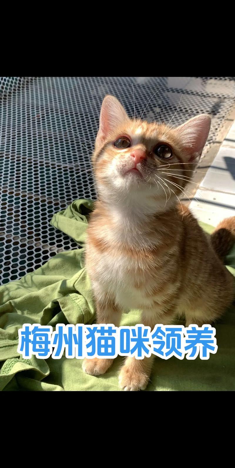 今日科普一下！领养猫咪陷猫贷纠纷,百科词条爱好_2024最新更新