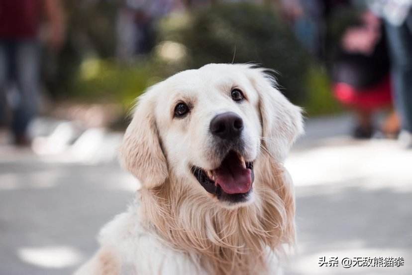 今日科普一下！给学生吃狗食桶剩菜,百科词条爱好_2024最新更新