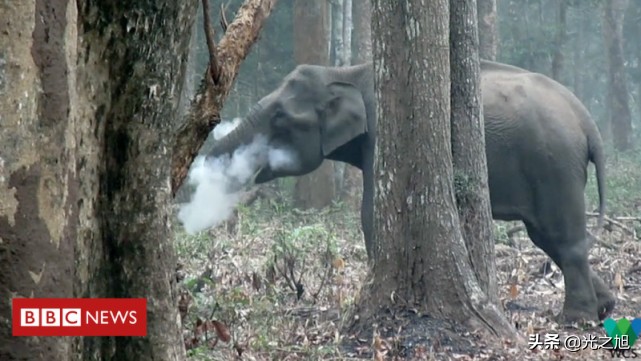 今日科普一下！澳洲海滩现奇怪生物,百科词条爱好_2024最新更新