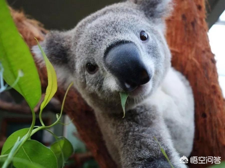 今日科普一下！澳洲海滩现奇怪生物,百科词条爱好_2024最新更新