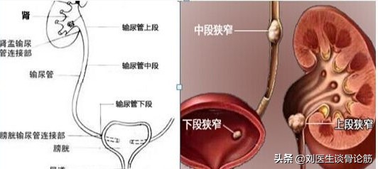 今日科普一下！腰痛一周体内长生姜,百科词条爱好_2024最新更新