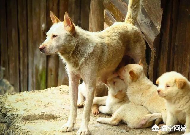 今日科普一下！近百只猫水塘被溺死,百科词条爱好_2024最新更新