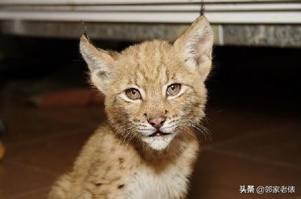 今日科普一下！近百只猫水塘被溺死,百科词条爱好_2024最新更新