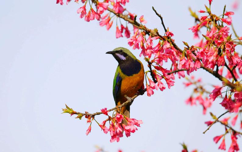 今日科普一下！十二生肖图有猫无蛇,百科词条爱好_2024最新更新