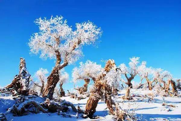 今日科普一下！新疆雪后现大地之树,百科词条爱好_2024最新更新