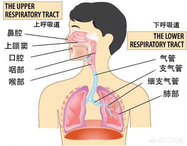 今日科普一下！流感不吃药能好吗,百科词条爱好_2024最新更新